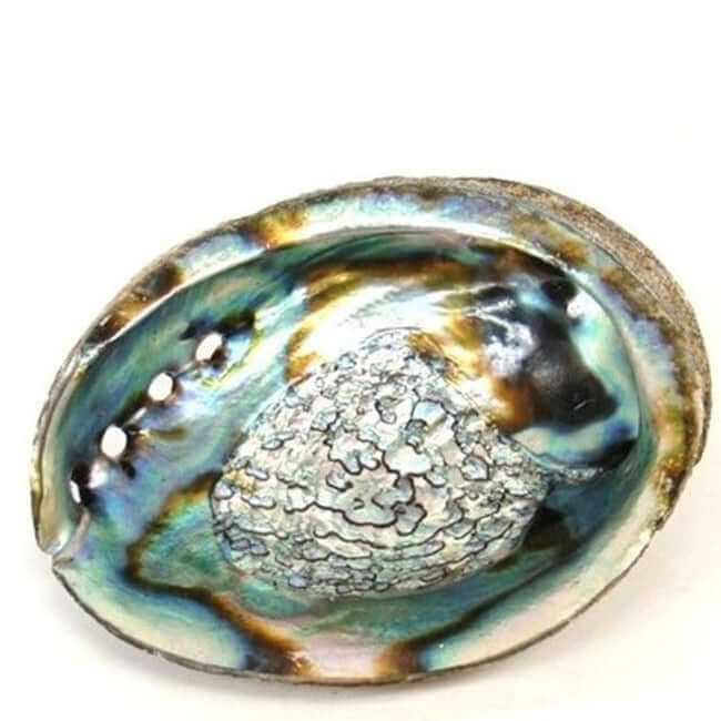Abalone Muschel in XL
