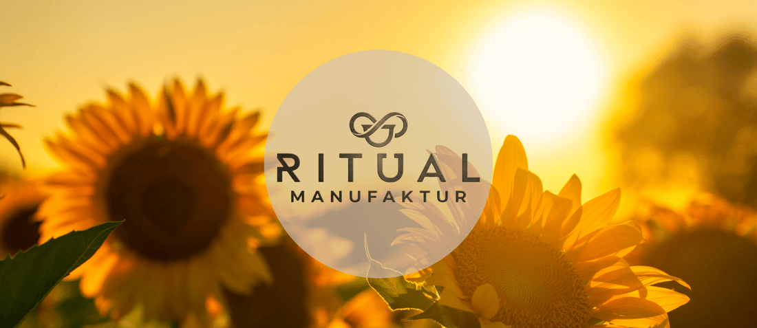Sonnenblumen auf einem Feld