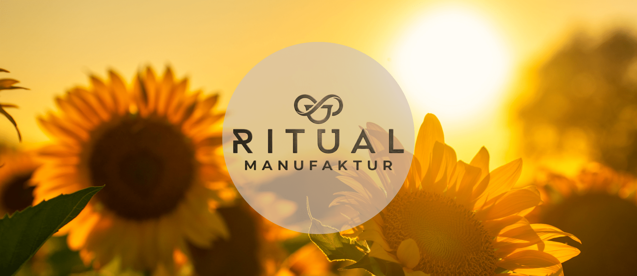 Sonnenblumen auf einem Feld