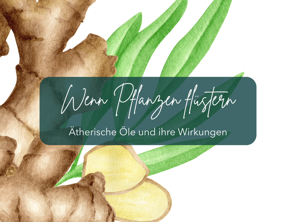 Wenn Pflanzen flüstern - Ingwer - Ritualmanufaktur.de
