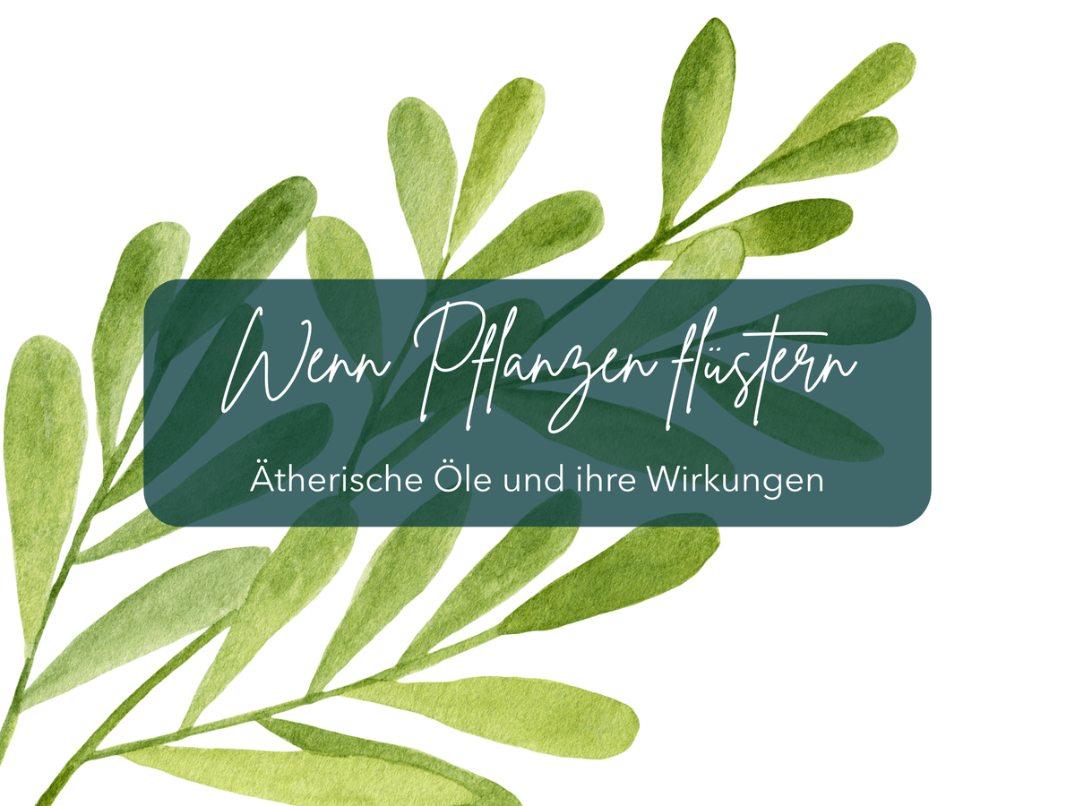 Wenn Pflanzen flüstern - Teebaumöl - Ritualmanufaktur.de