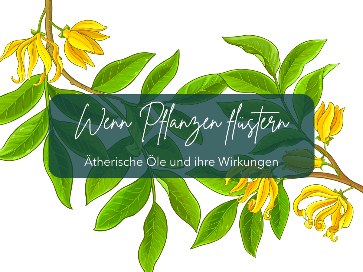 Wenn Pflanzen flüstern - Ylang Ylang - Ritualmanufaktur.de