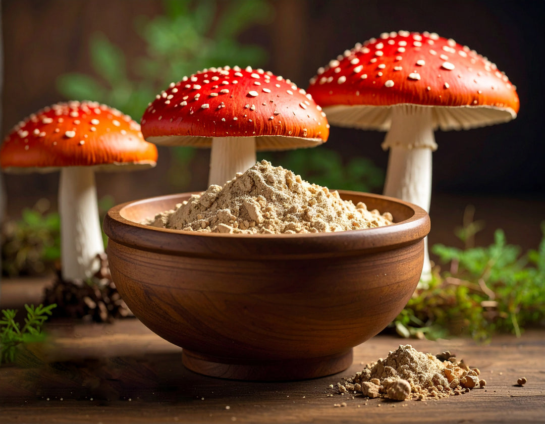 Fliegenpilz Amanita muscaria