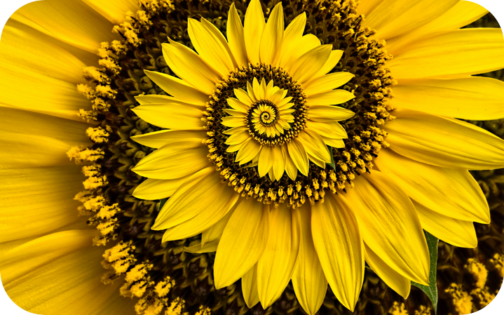 Sonnenblume als Spirale