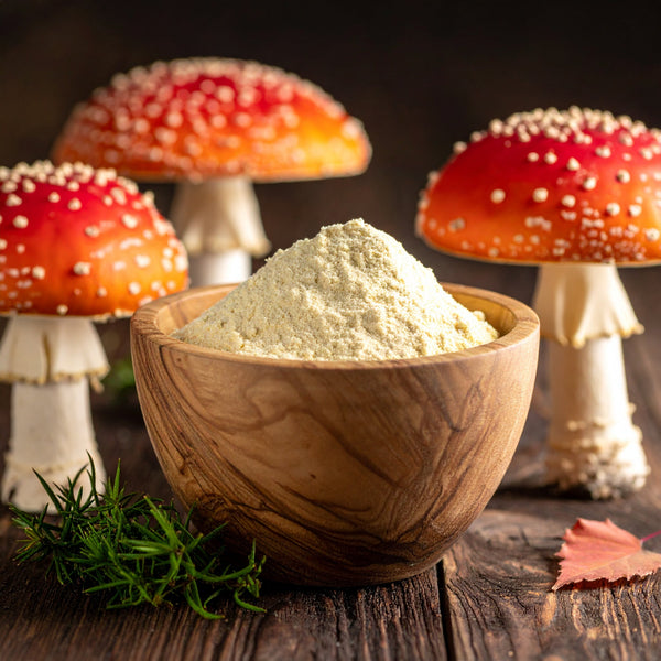 Fliegenpilz Amanita muscaria - Ritualmanufaktur.de