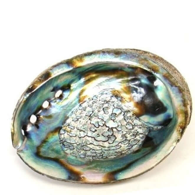 Abalone Muschel