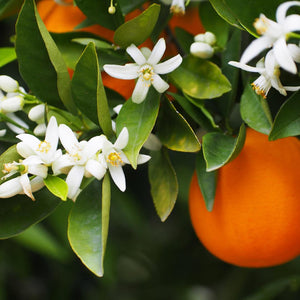 Orangenblütenblätter Citrus aurantium - Ritualmanufaktur.de