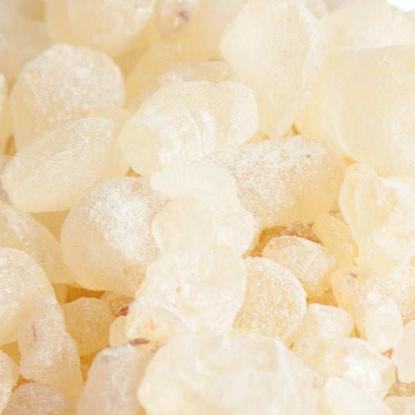 Dammar weiß I Shorea wiesneri I Reines Harz - Ritualmanufaktur.de