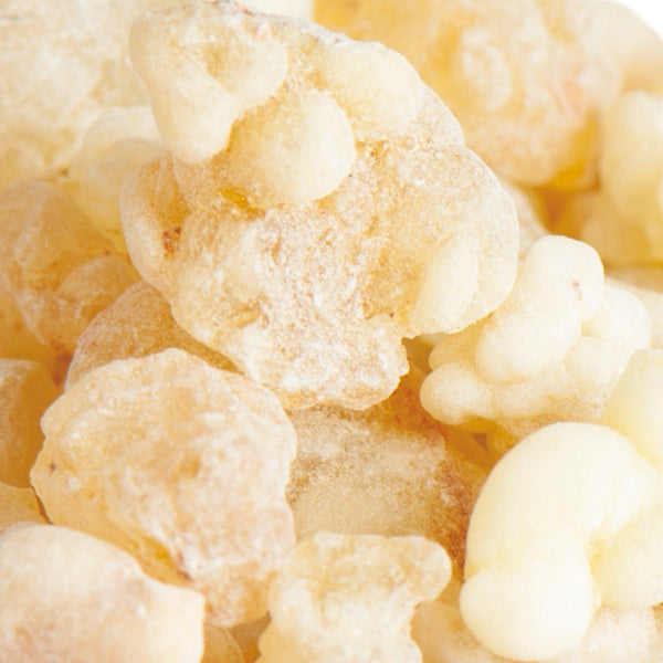 Olibanum Eritrea | Boswellia carteri I  Reines Harz - Ritualmanufaktur.de