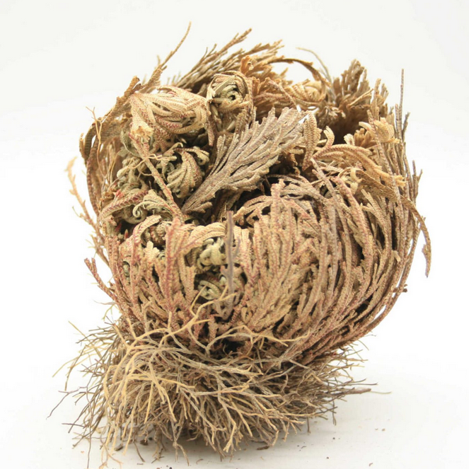 Rose von Jericho I Selaginella lepidophylla - Ritualmanufaktur.de