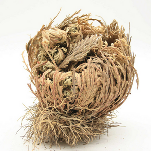 Rose von Jericho I Selaginella lepidophylla - Ritualmanufaktur.de