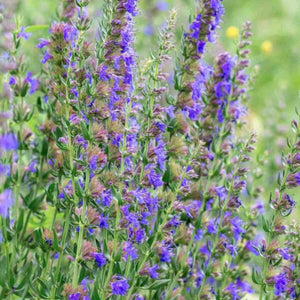 Ysop Hyssopus officinalis - Ritualmanufaktur.de